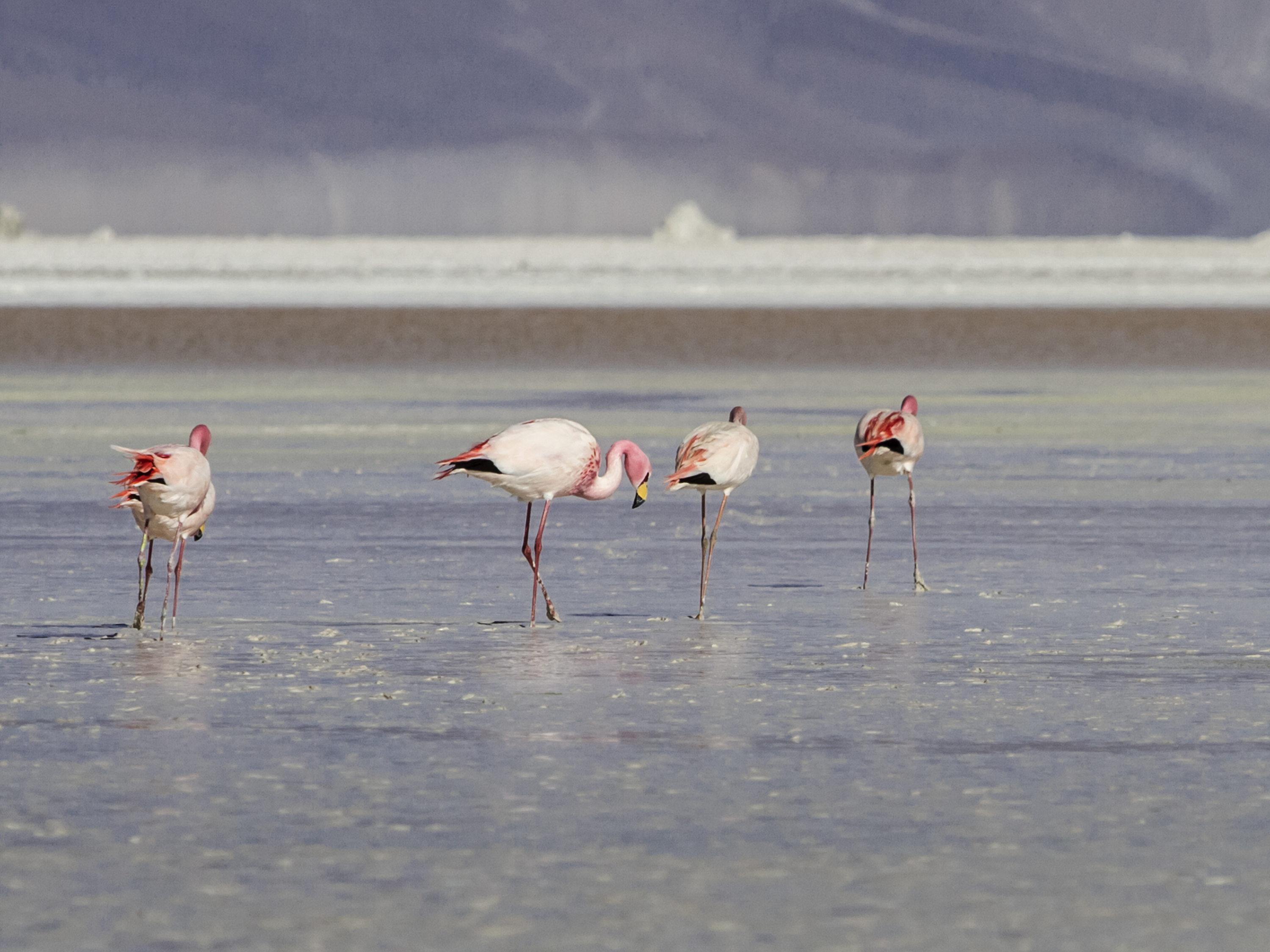 Ibis كالاما المظهر الخارجي الصورة